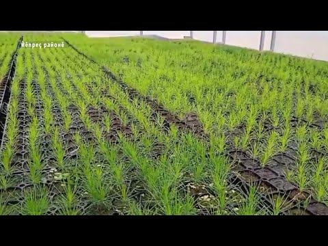 Вăрмансене çĕнетес ĕç пырать