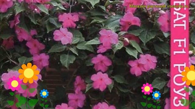 Бальзамин ампельная Акробат F1 Роуз. Краткий обзор, описание характеристик impatiens Acrobat Rose смотреть онлайн