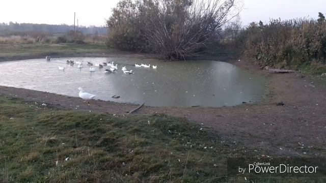 Хороший день...хорошие песни...всё хорошо в Лоркиной деревне...😉 смотреть онлайн