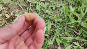 Фундук. Сорт Римський 30.08.2022