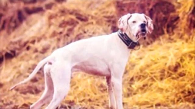 Женщина увидела на улице два живых породистых скeлeта и не смогла пройти мимо… И вот какие они смотреть онлайн