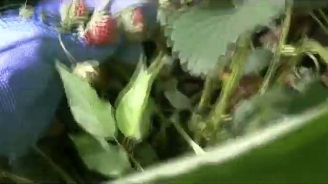 Ананасная клубника "Пайнберри"