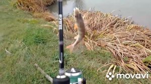 окунь в с.Волково, сплит-шот