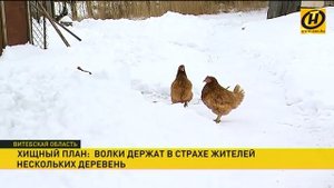 Волки держат в страхе жителей деревень в Городокском районе