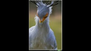 Птица секретарь