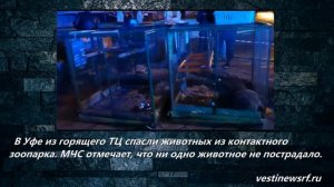 В Уфе из горящего ТЦ спасли животных из контактного зоопарка. МЧС отмечает, что ни одно животное не