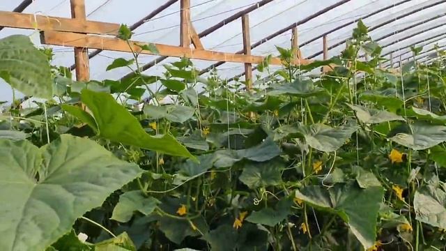 Огурец Мадейра в китайских теплицах смотреть онлайн