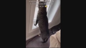 Приколы декабрь, угар, fanny animals, топ недели 1