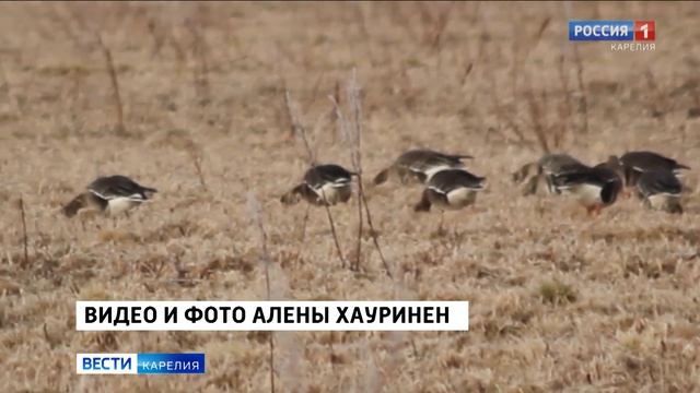 Очевидцы запечатлели стаи гусей на Олонецких полях смотреть онлайн