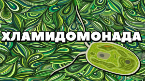 ЕГЭ по БИОЛОГИИ.ХЛАМИДОМОНАДА.Строение,размножение.Жизненный цикл Хламидомонады..mp4