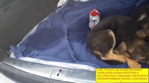 12.01.2020// ИТ БАЗАР 👉🐕СОБАЧИЙ РЫНОК БИШКЕК// ЦЕНЫ ПАРОДЫ СОБАК 🐩НОМЕРА ХОЗЯЕВА