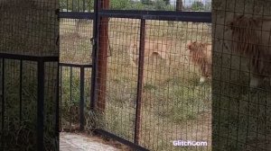 Львы,живущие за колесом обозрения, в зоопарке тайган