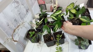 Только цветы, что выросло с лета .   20 ноября 2023 г.