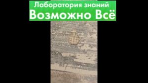 ✅ Как сделать зелье Майнкрафт из картона или бумаги своими руками