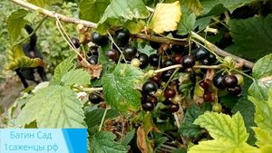 Черная смородина Валовая