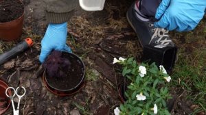 ХИТРЫЙ СПОСОБ ВЫРАЩИВАНИЯ ОДНОЛЕТНИХ РАСТЕНИЙ