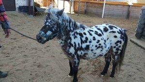 Жанна- шикарная кобыла аппалуза-пони.