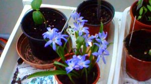 Chionodoxa,  'Glory of the Snow', blue Spring Alpine Bulb