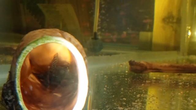 Моя миниразводня Мальки меченосцев Нерест крапчатых сомиков Личинка анциструса смотреть онлайн