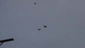 Николаевские голуби. В питомнике Машошина В.В.