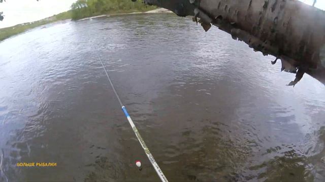 РАЗВЕДКА РЕКИ. ГОРБУШИ НЕТ. ФОРЕЛЬ БОЛЕЕТ?