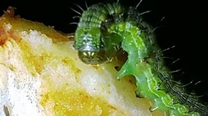 Видели как гусеница ест яблоко?