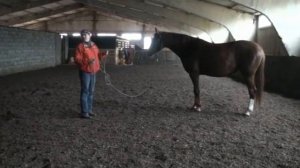 Работа с земли: если лошадь пинается в человека