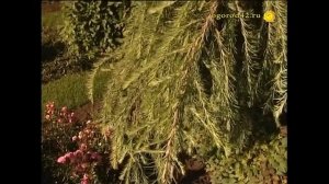 Хвойные растения  на даче выращены из семян