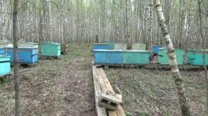 Очень злые южные пчёлы, среднерусским до них далеко.