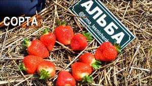 Сорта земляники садовой. Клубничная ферма Лесниченко