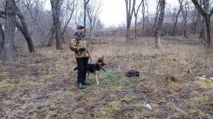 Дрессировка агрессивной немецкой  овчарки