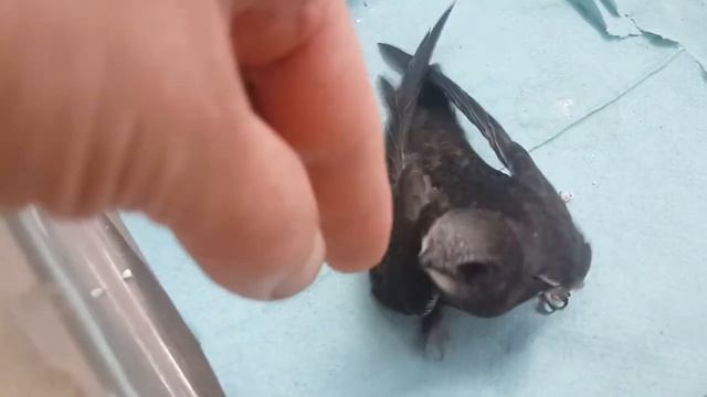 Птенец стрижа (младший) готов к вылету смотреть онлайн