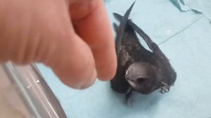 Птенец стрижа (младший) готов к вылету