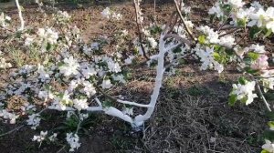 Влияет ли подвой на привой!