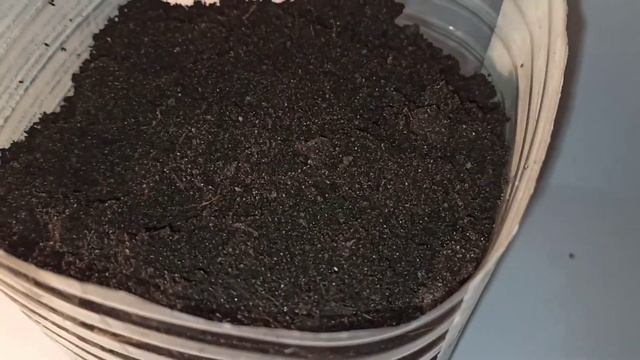 Как вырастить грецкий орех дома?