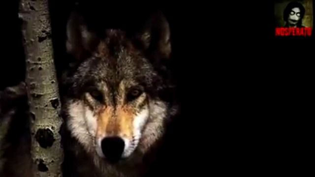 Волк отомстил без крови смотреть онлайн