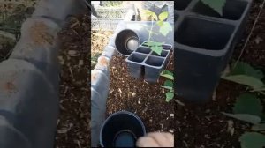 Размножение малины разных сортов. Атлант. Производство в действии.