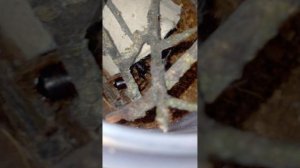 Кормление стиатоды гроссы тараканом.