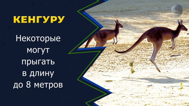 В МИРЕ ЖИВОТНЫХ! КЕНГУРУ! Какая длинна прыжка кенгуру? Факты о кенгуру! Зоопарк. Animals. ZOO. смотреть онлайн