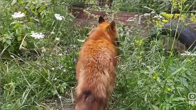 Видео про лису Василису с канала лисий прайд