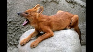 Крики красного волка