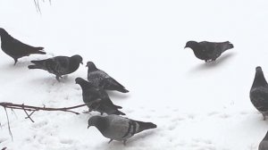 Галка забрала хлебушек у голубей