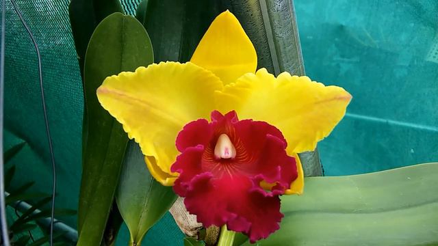 CATTLEYA - NOID opening this morning. смотреть онлайн