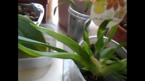 Обзор орхидей весной