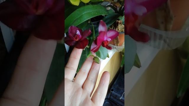 Сого Релекс Phal Sogo Relex смотреть онлайн