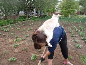 ? Для чего коту человек?? Подборка смешных котов и котят для хорошего настроения! ?