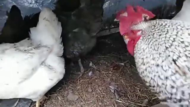 Агрессивное поведение петуха 🐓