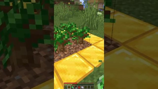 How to Grow Dark Oak Trees in Minecraft #Shorts