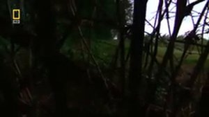 Самые опасные животные Индии