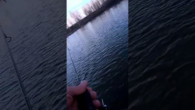 ФОРЕЛЬ НА ЧАБИК? смотреть онлайн